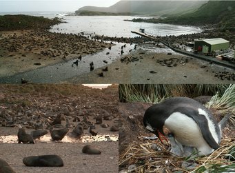 Impressions from Bird Island. Pictures: J. Schmale, MPIC Impressions from Bird Island. Pictures: J. Schmale, MPIC