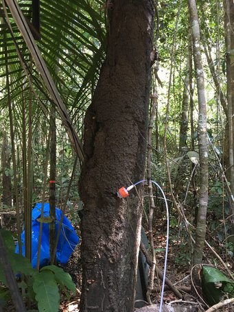 Recently, scientists discovered a reversed ratio of the two chiral forms of α-pinene in the Amazon rainforest. Nora Zannoni and her colleagues consider nests of termites as possible emission source. Source: Nora Zannoni, MPIC A tree in the dense rainforest with an orange sensor attached to it with a cable for environmental measurements. More plants and a blue cloth are visible in the background.
