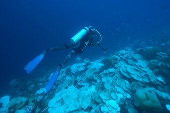 Expedition diver Rose Dodwell documenting the extent of coral bleaching along a transect at 32 meters depth (white transect tape is visible in the middle of the image). Expedition diver Rose Dodwell documenting the extent of coral bleaching along a transect at 32 meters depth (white transect tape is visible in the middle of the image).