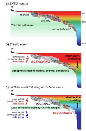 Illustration by study coauthor Jennifer Leichliter of the pressures on mid-depth and deep coral ecosystems as a result of consecutive extreme warm- and cold-water bleaching events. A schematic of an impacted ecosystem experiencing different hypothetical water column temperatures in (a) an average year, (b) an extreme El Niño event, and (c) an extreme La Niña event following an extreme El Niño. Illustration by study coauthor Jennifer Leichliter of the pressures on mid-depth and deep coral ecosystems as a result of consecutive extreme warm- and cold-water bleaching events. A schematic of an impacted ecosystem experiencing different hypothetical water column temperatures in (a) an average year, (b) an extreme El Niño event, and (c) an extreme La Niña event following an extreme El Niño.