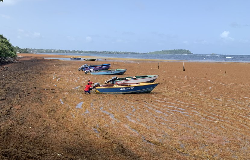 In Soubise, Grenada, two boys fight through thick Sargassum carpet to beach their boat. Such scenes are increasingly common since 2011, when summer algae blooms exploded across the Atlantic. The cause is that winds drive phosphorus-rich deep water to the surface. This promotes nitrogen-fixing cyanobacteria living symbiotically with the Sargassum, providing the crucial nutrient in the nitrogen-poor ocean. In Soubise, Grenada, two boys fight through thick Sargassum carpet to beach their boat.