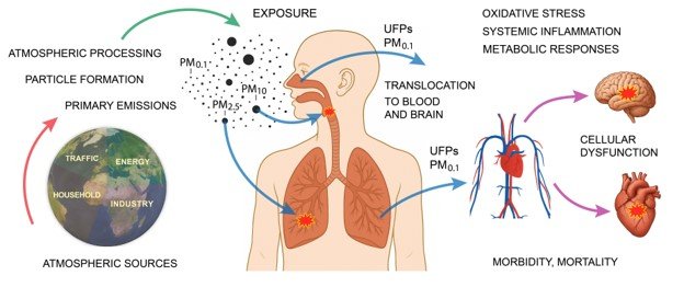 Scheme of the sources and health effects of ultrafine particles (UFPs): UFPs smaller than 100 nm are ubiquitous in polluted air. Although they carry little mass, UFPs have a large exposure surface area, can bypass respiratory defences, translocate into the brain and bloodstream, and impact the heart and other organs.Source: Lelieveld et al., Cardiovascular Research, 2026 Diagram illustrating the pathway of airborne particulate matter from atmospheric sources to human health impacts.